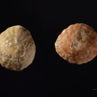 Stenonaster tuberculatus