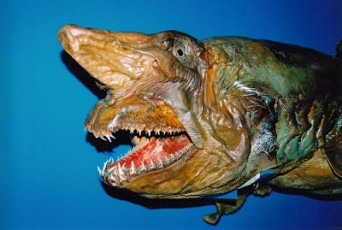 Museum specimen, dried head of  Mediterranean shark
