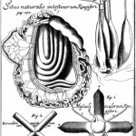 Dissections by the Royal Anatomist