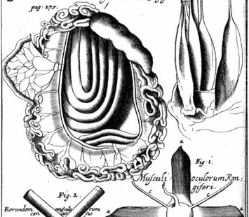 Dissections by the Royal Anatomist