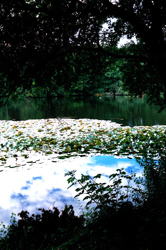 Ordrup Bog