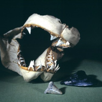 Mediterranean shark's jaw and glossopetrae