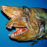 Museum specimen, dried head of  Mediterranean shark