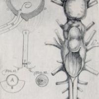 Eye and brain of a shark