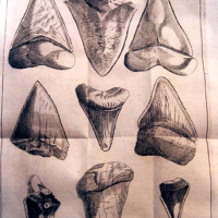 Glossopetræ maiores