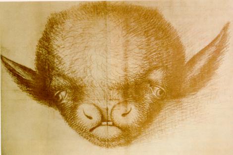 Head of a calf