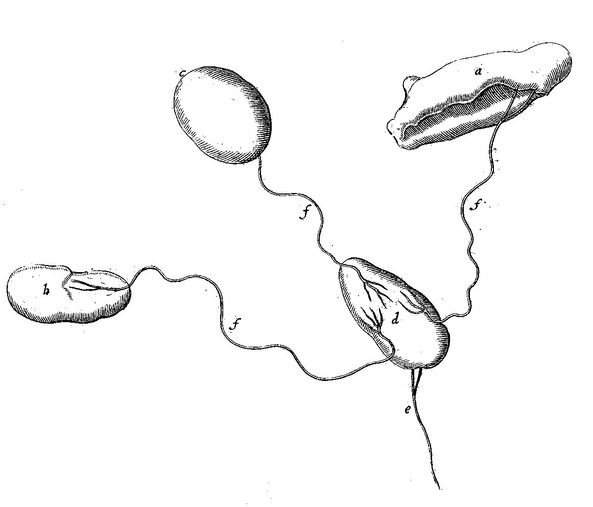 Lymph glands