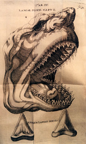 Shark's teeth