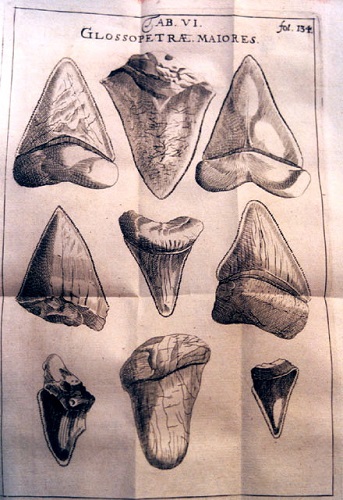 Glossopetræ maiores